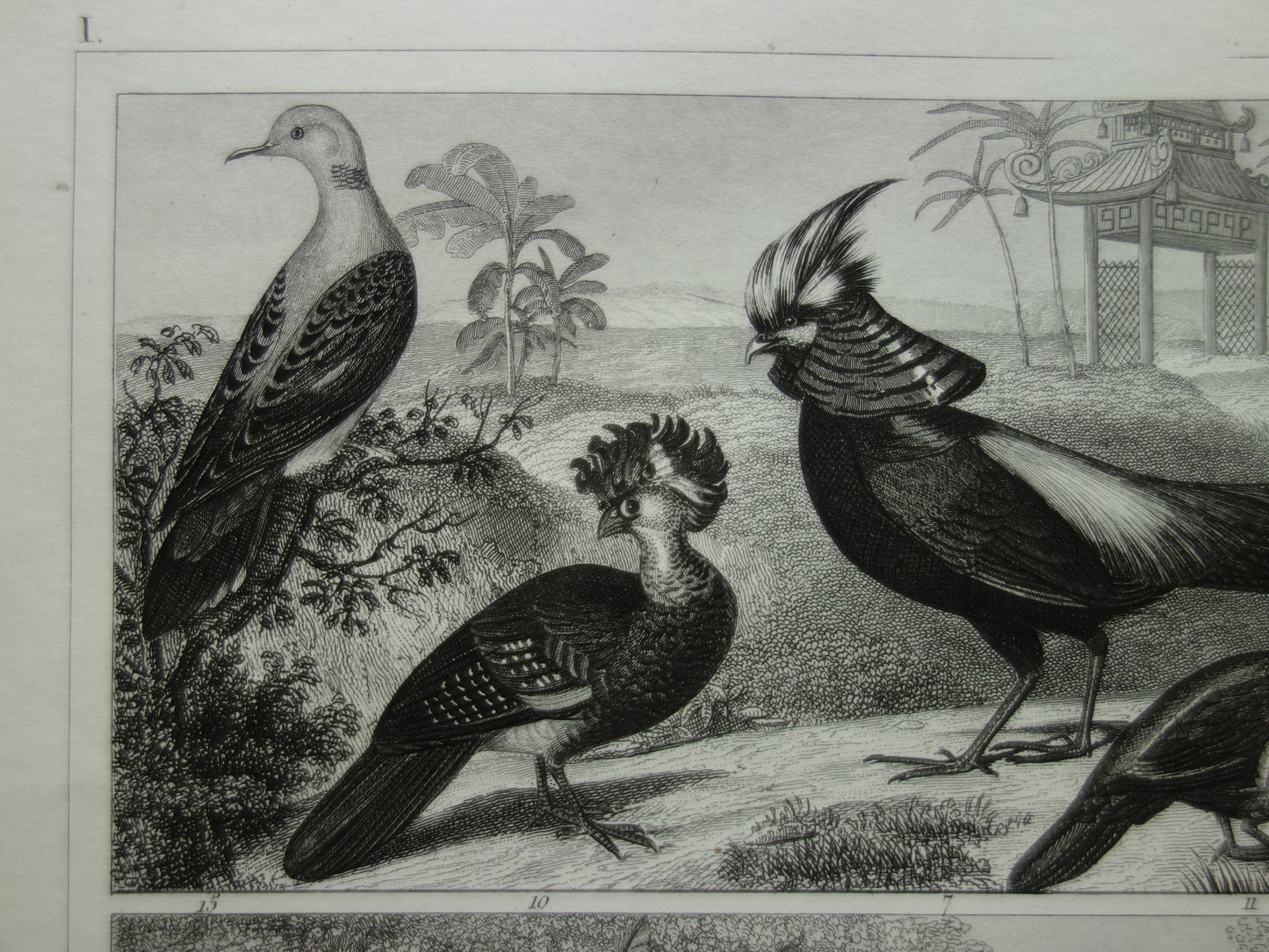 PAUW FAZANT antieke vogel prent originele 170+ jaar oude illustratie van Korhoen Houtduif Tortelduif vintage vogels print