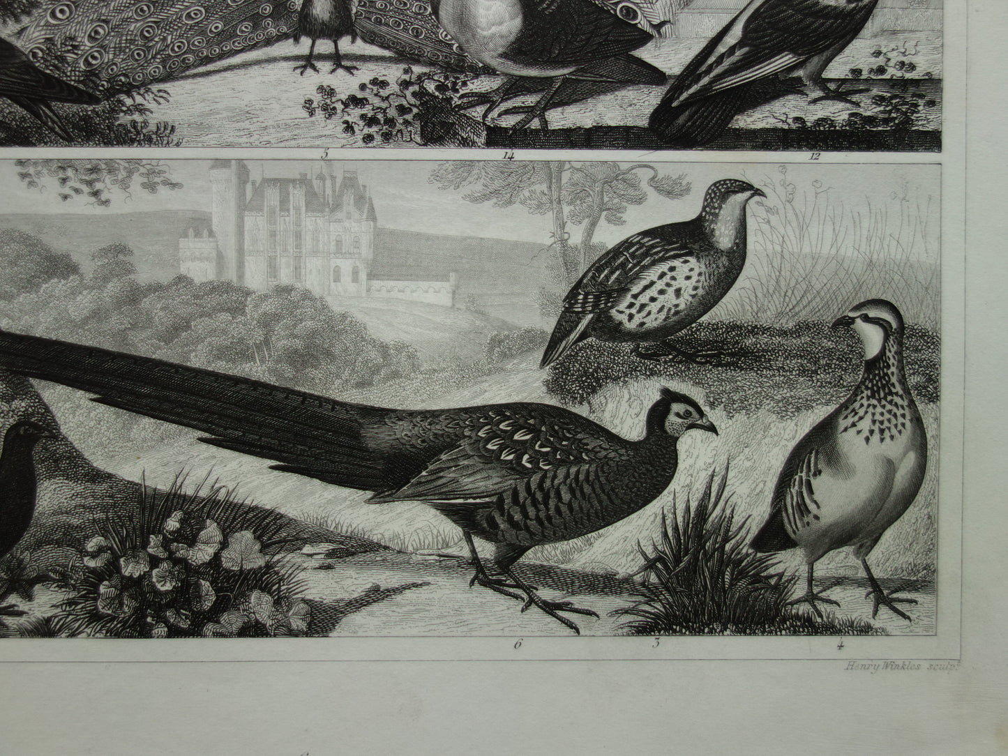 PAUW FAZANT antieke vogel prent originele 170+ jaar oude illustratie van Korhoen Houtduif Tortelduif vintage vogels print
