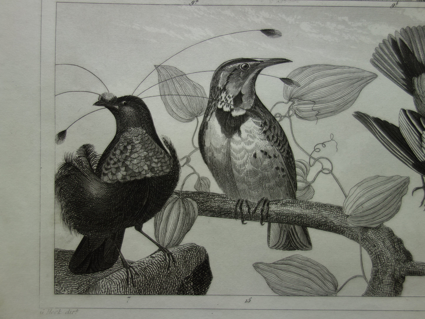 HUMMINGBIRD antique bird print original 170+ year old illustration of Jay Hummingbirds Bird of Paradise vintage birds print