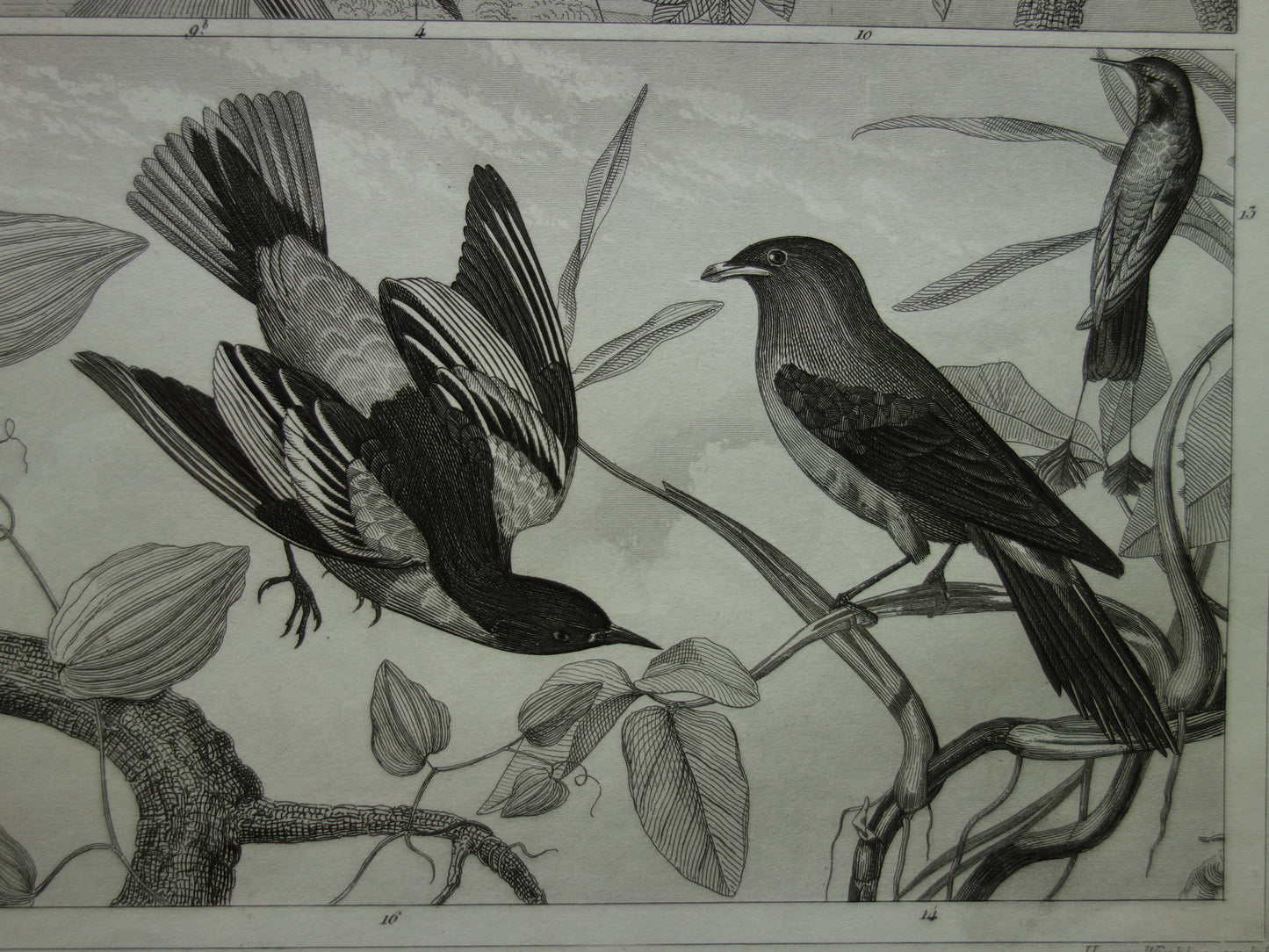 HUMMINGBIRD antique bird print original 170+ year old illustration of Jay Hummingbirds Bird of Paradise vintage birds print