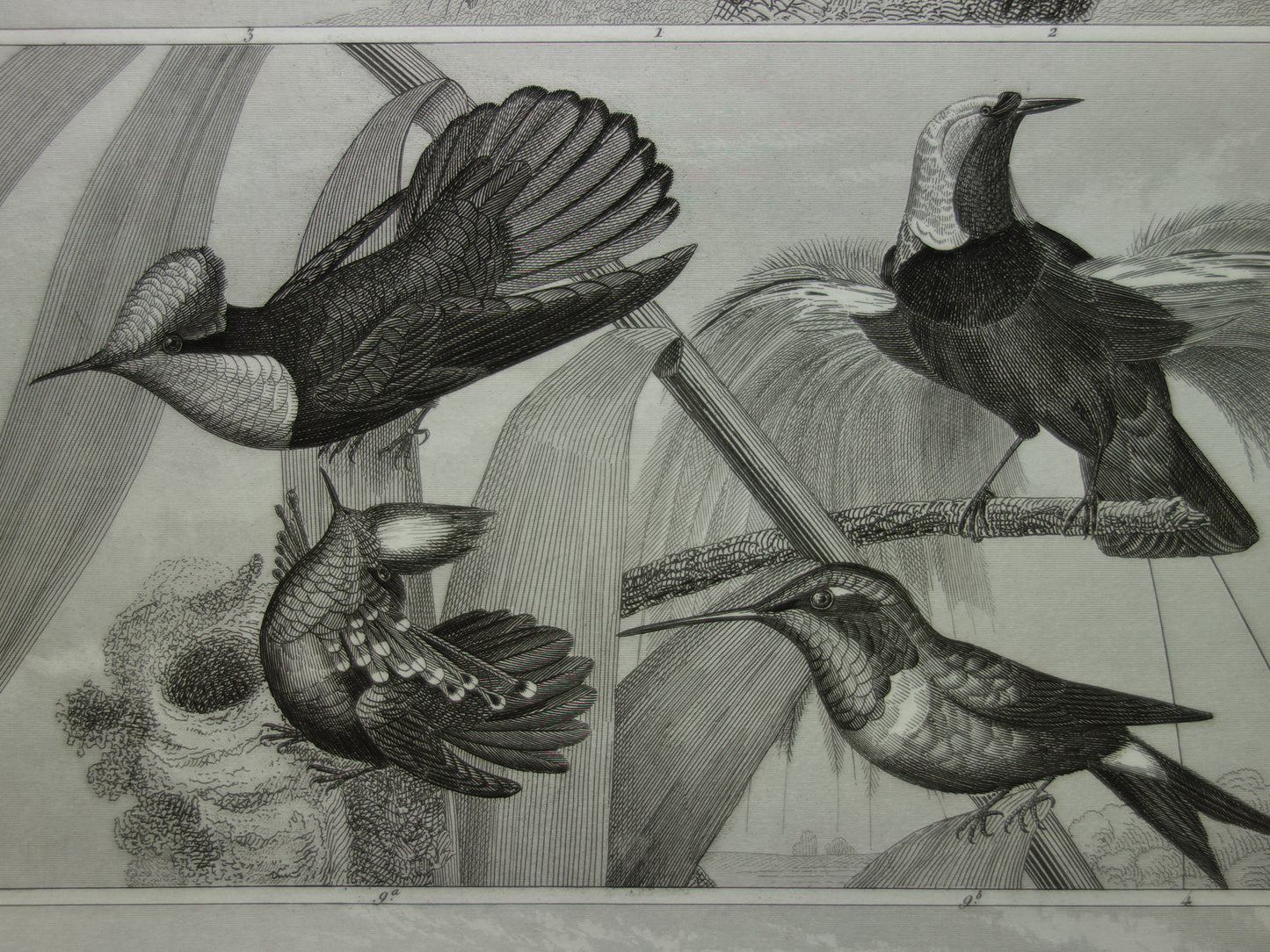 HUMMINGBIRD antique bird print original 170+ year old illustration of Jay Hummingbirds Bird of Paradise vintage birds print