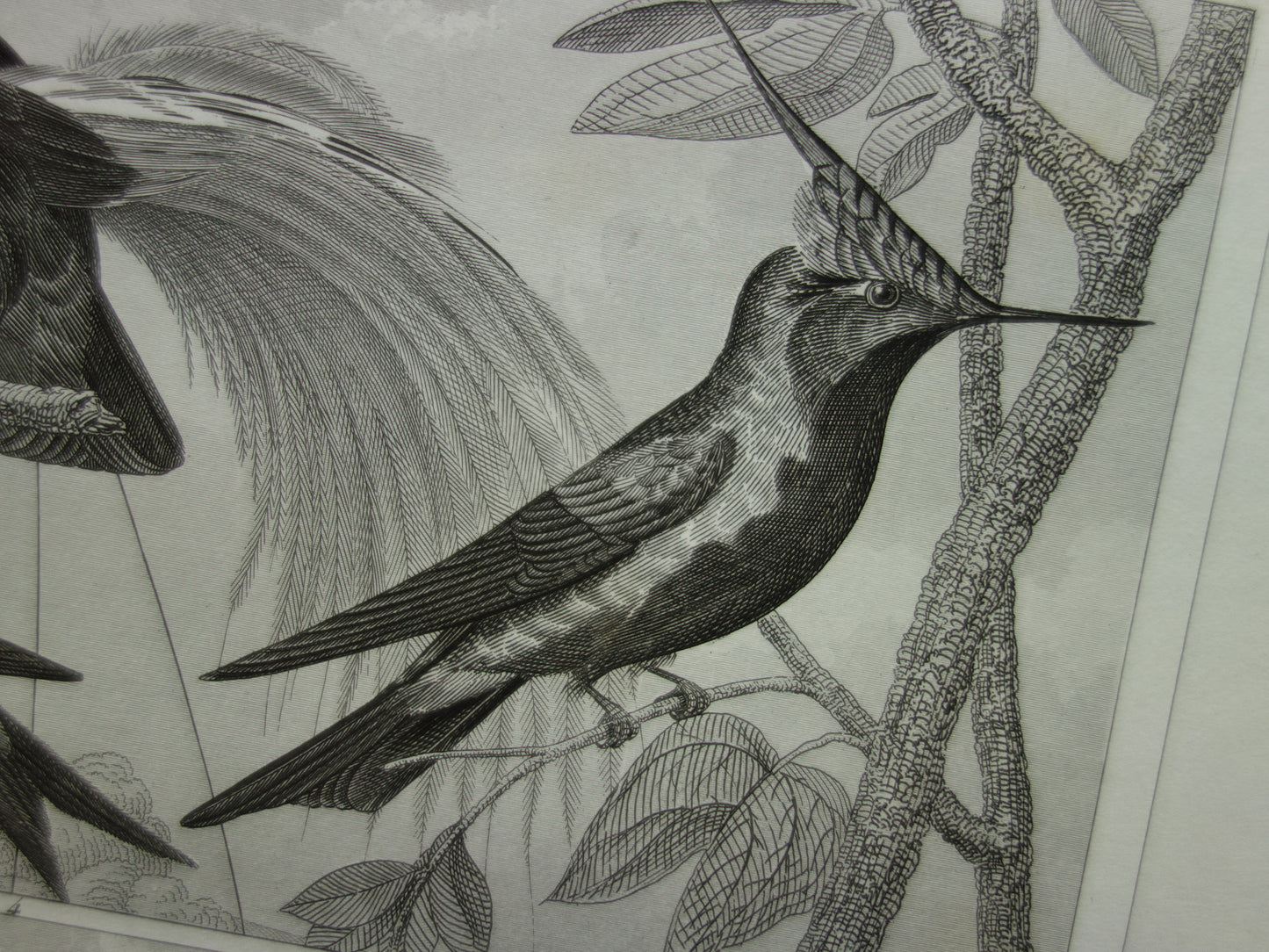HUMMINGBIRD antique bird print original 170+ year old illustration of Jay Hummingbirds Bird of Paradise vintage birds print