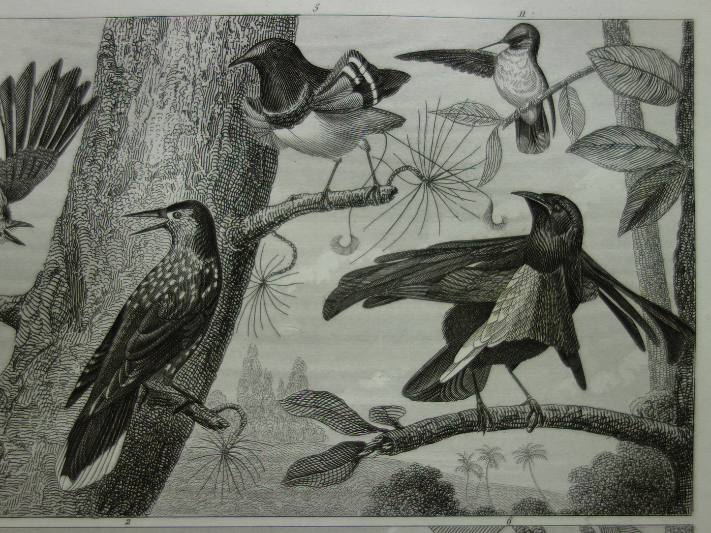 HUMMINGBIRD antique bird print original 170+ year old illustration of Jay Hummingbirds Bird of Paradise vintage birds print
