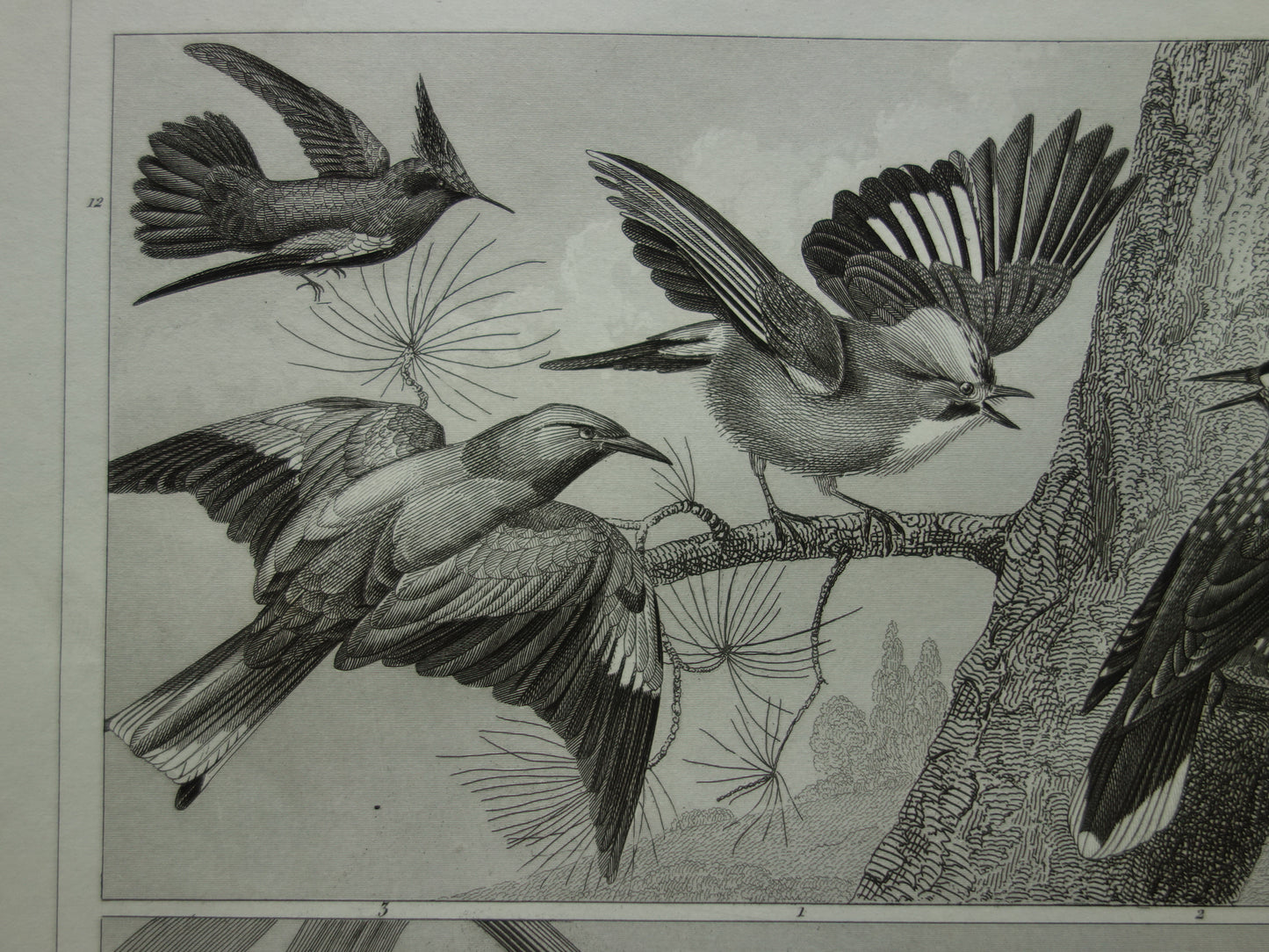HUMMINGBIRD antique bird print original 170+ year old illustration of Jay Hummingbirds Bird of Paradise vintage birds print