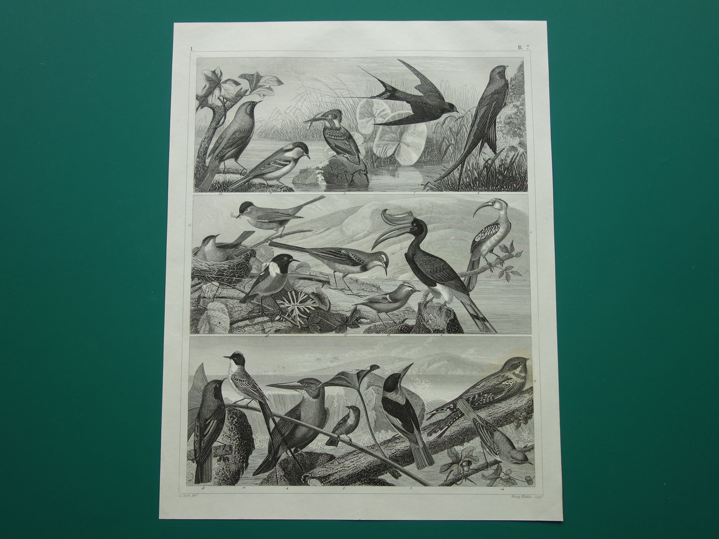 VOGELS Oude prent van Zangvogels originele antieke vogel illustratie koolmees roodborstje vintage afbeelding prints