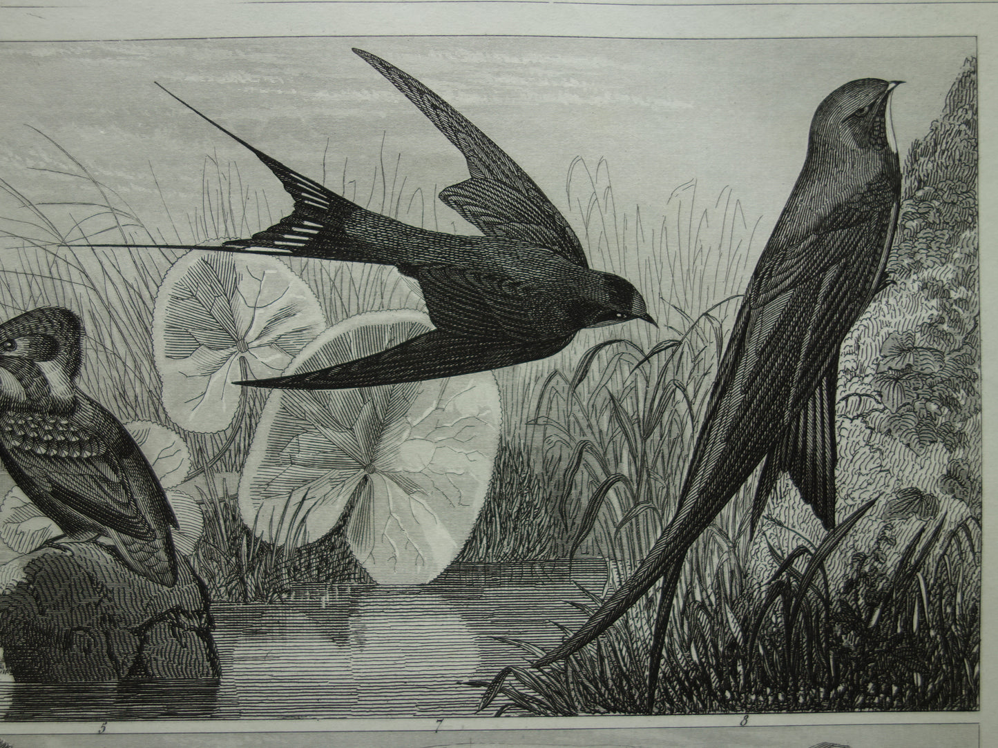 VOGELS Oude prent van Zangvogels originele antieke vogel illustratie koolmees roodborstje vintage afbeelding prints