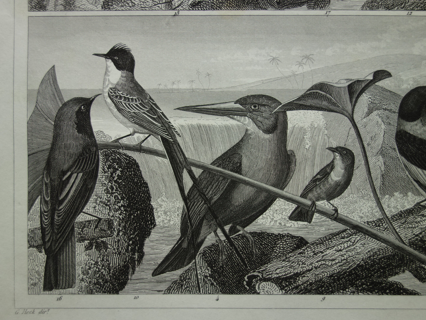 VOGELS Oude prent van Zangvogels originele antieke vogel illustratie koolmees roodborstje vintage afbeelding prints