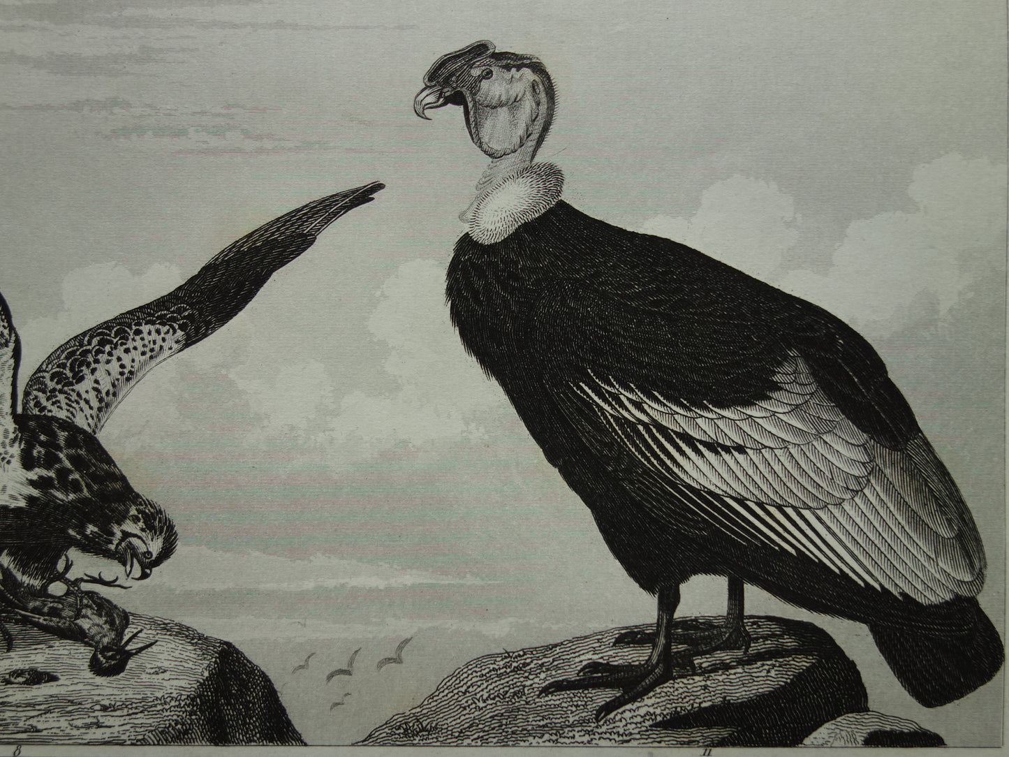 BIRDS Old print of Birds of Prey original antique bird illustration Vulture Owl Falcon vintage image prints