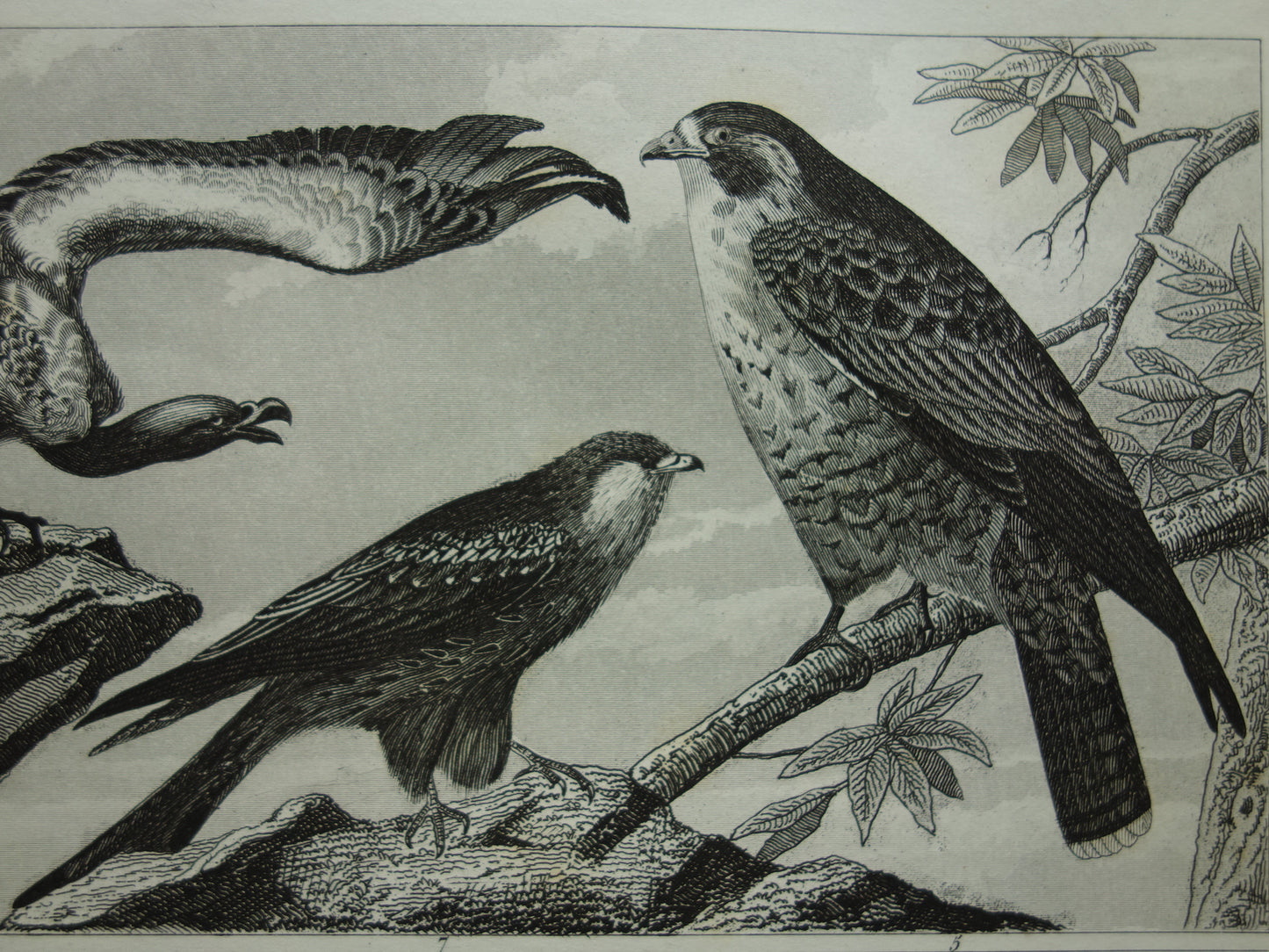 BIRDS Old print of Birds of Prey original antique bird illustration Vulture Owl Falcon vintage image prints