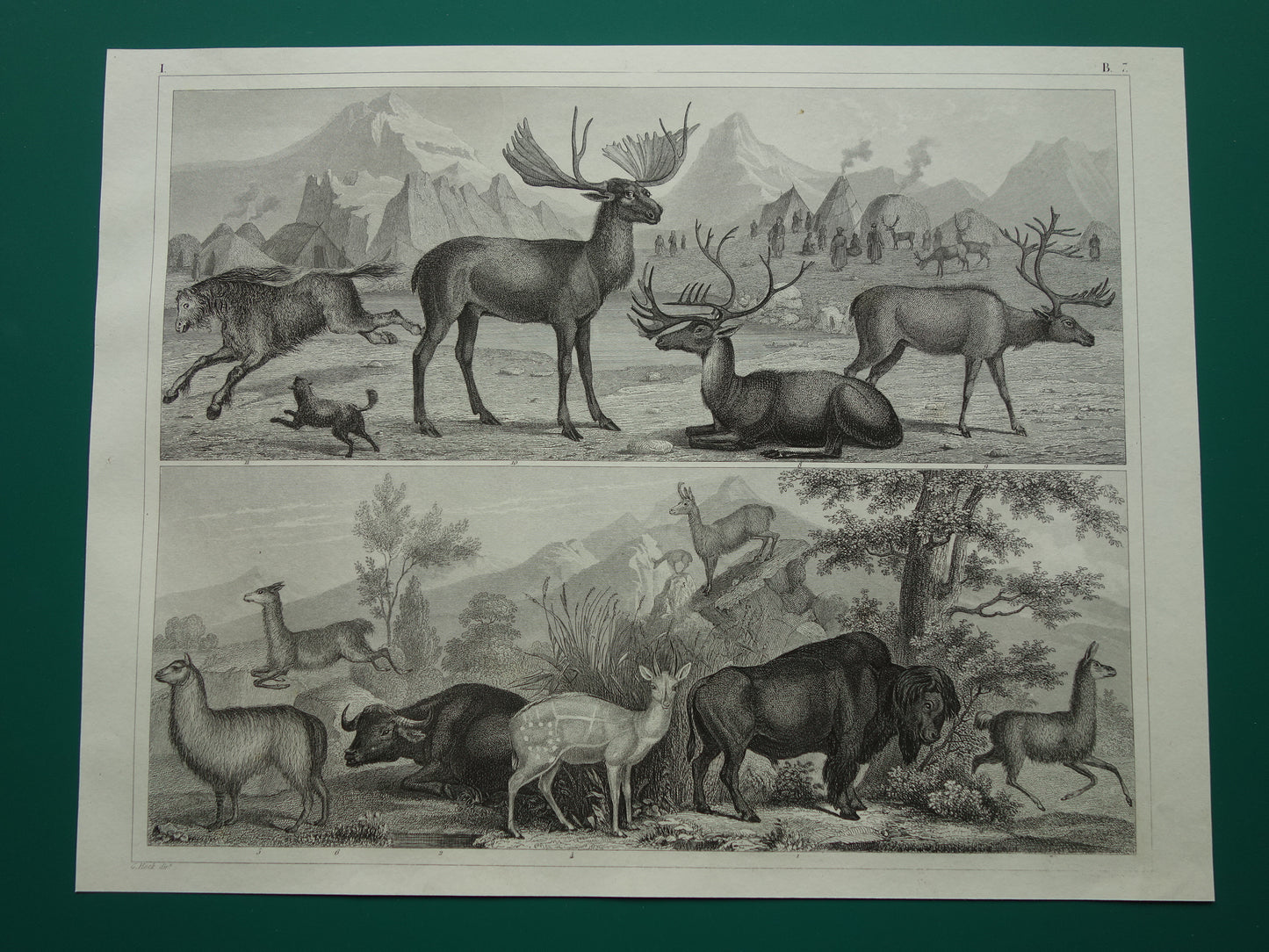 Old print of Buffalo Bison Alpaca Reindeer Moose original antique Alpaca Water buffalo illustration Vintage image prints