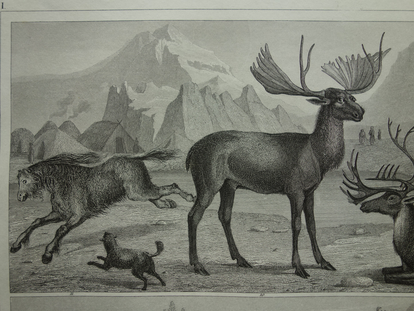 Old print of Buffalo Bison Alpaca Reindeer Moose original antique Alpaca Water buffalo illustration Vintage image prints