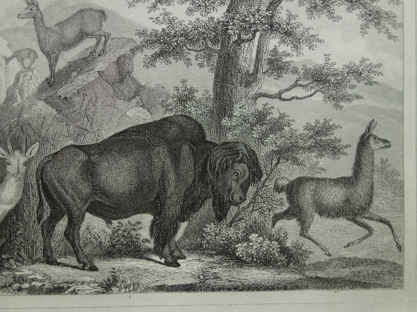 Old print of Buffalo Bison Alpaca Reindeer Moose original antique Alpaca Water buffalo illustration Vintage image prints