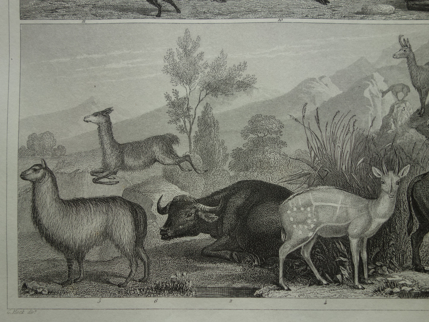 Old print of Buffalo Bison Alpaca Reindeer Moose original antique Alpaca Water buffalo illustration Vintage image prints