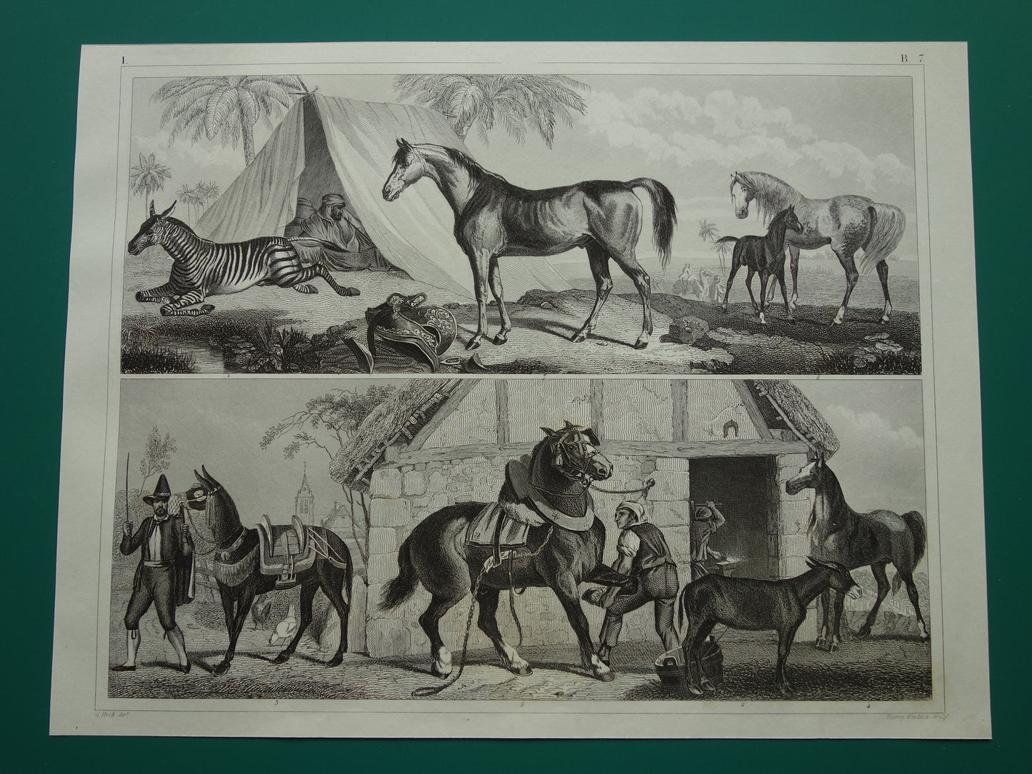 Antique print of Horses original 170+ year old illustration horse horse breeds vintage print