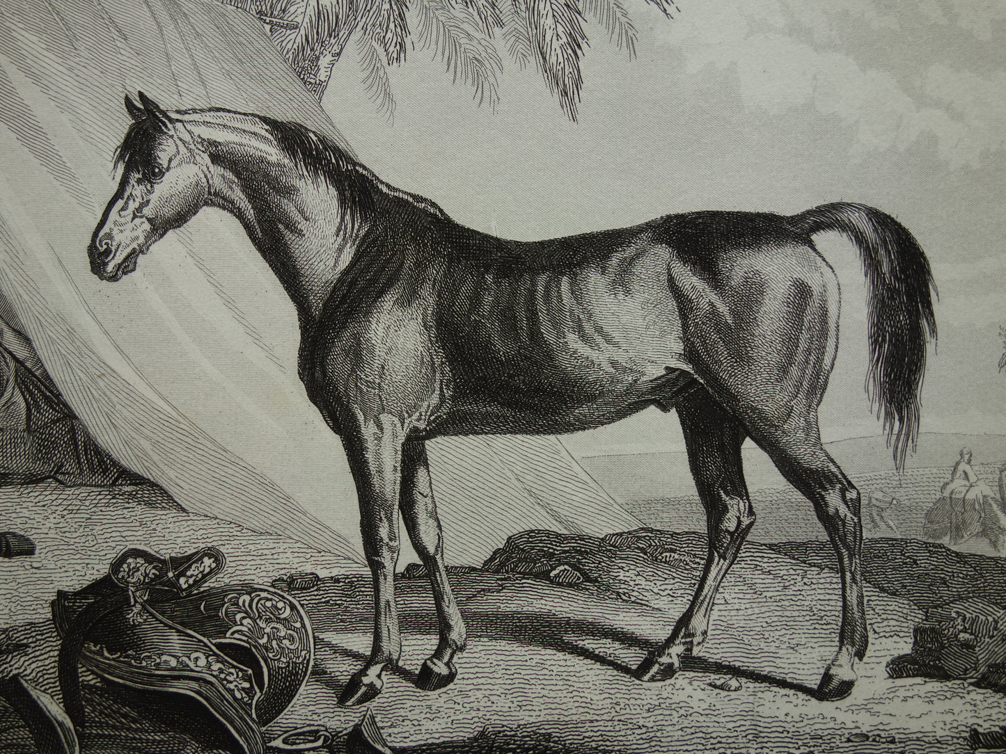 Antique print of Horses original 170+ year old illustration horse horse breeds vintage print