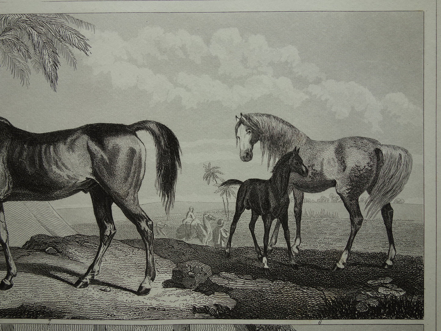 Antique print of Horses original 170+ year old illustration horse horse breeds vintage print