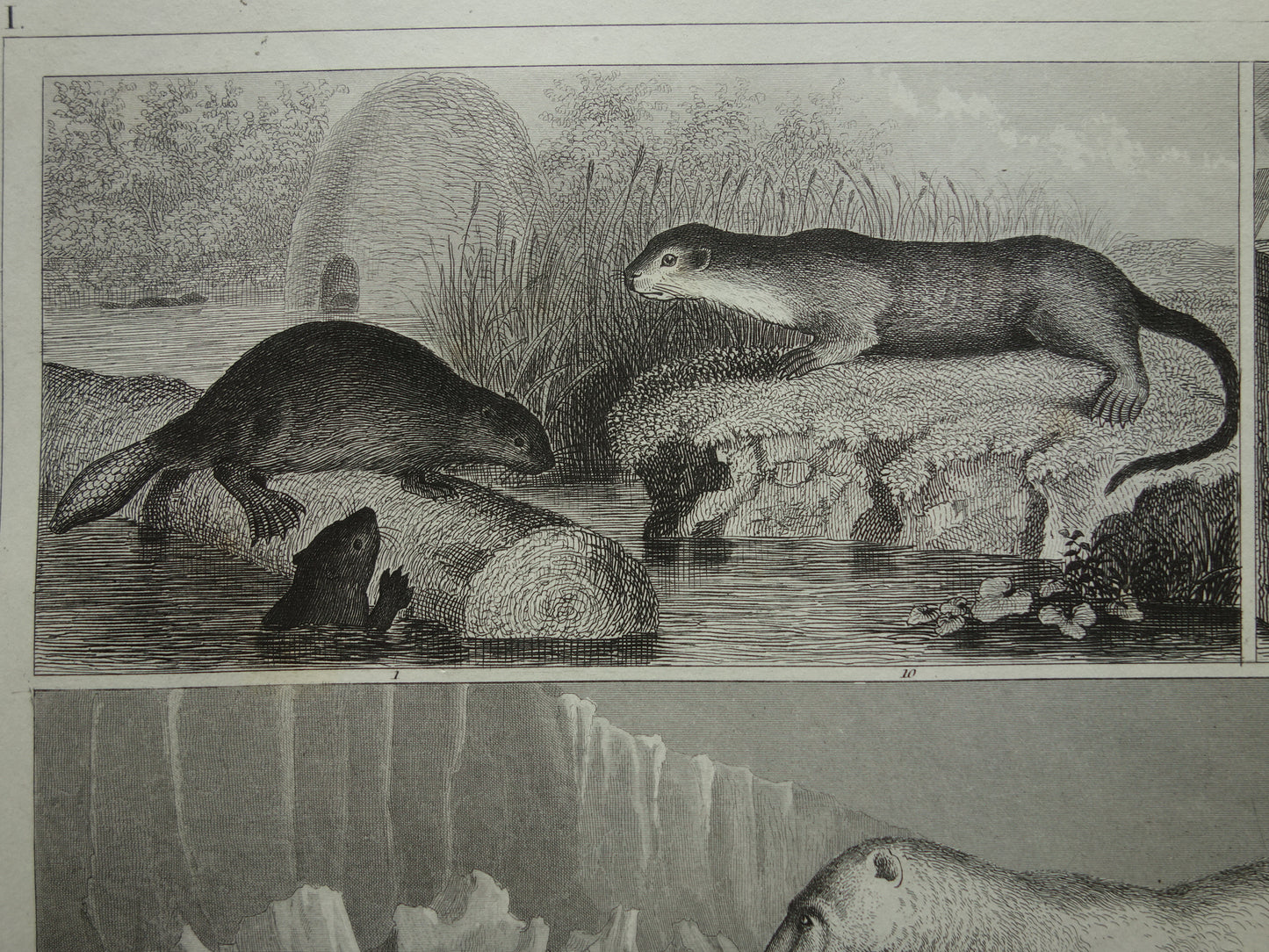 Vintage print polar bear seal walrus original 170+ year old illustration antique print Hyena Wolf Jackal