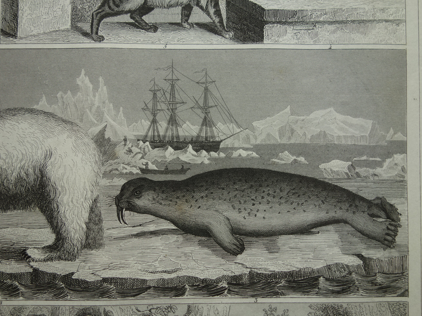 Vintage print polar bear seal walrus original 170+ year old illustration antique print Hyena Wolf Jackal