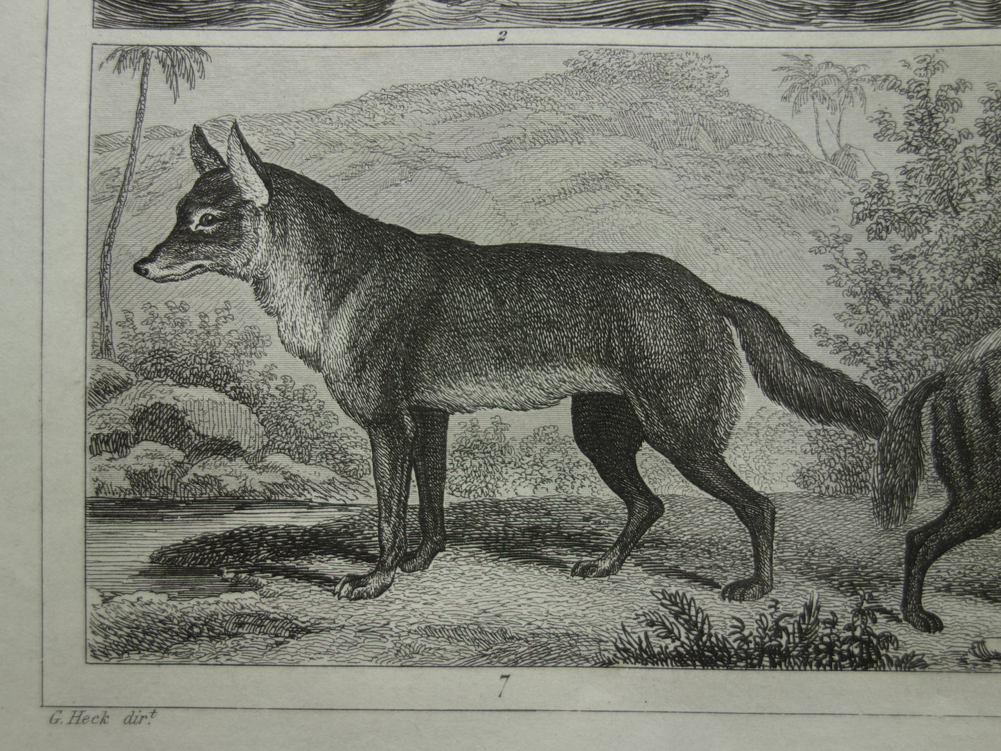 Vintage print polar bear seal walrus original 170+ year old illustration antique print Hyena Wolf Jackal