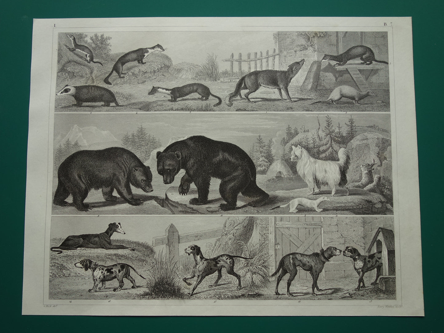 Antique print with animals, original 170+ year old illustration of Dogs, Bears, Fox, Marten, vintage print
