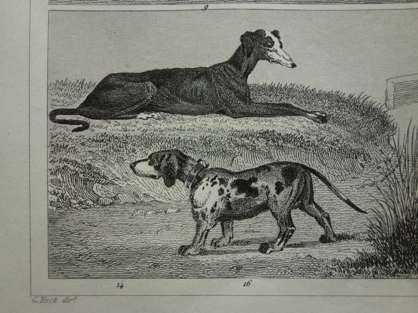 Antique print with animals, original 170+ year old illustration of Dogs, Bears, Fox, Marten, vintage print