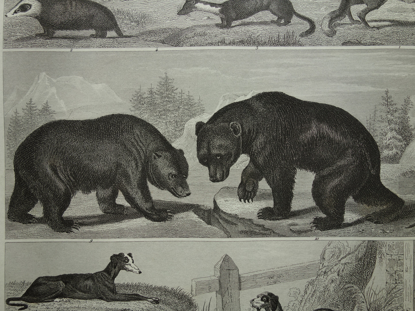 Antique print with animals, original 170+ year old illustration of Dogs, Bears, Fox, Marten, vintage print