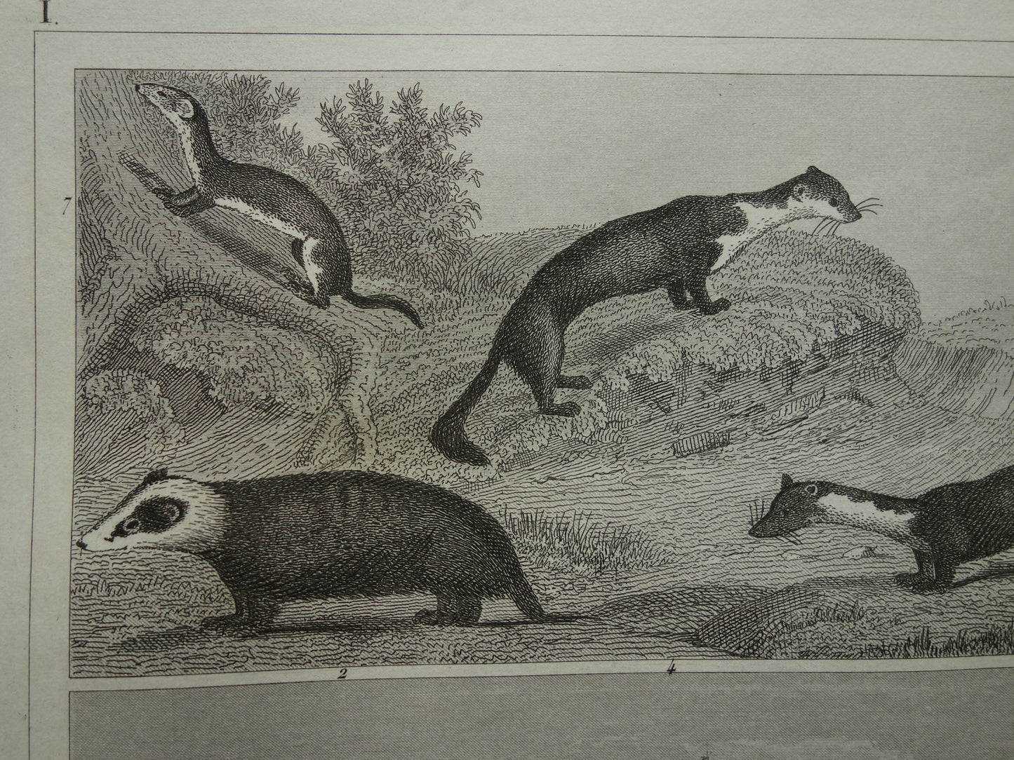 Antique print with animals, original 170+ year old illustration of Dogs, Bears, Fox, Marten, vintage print