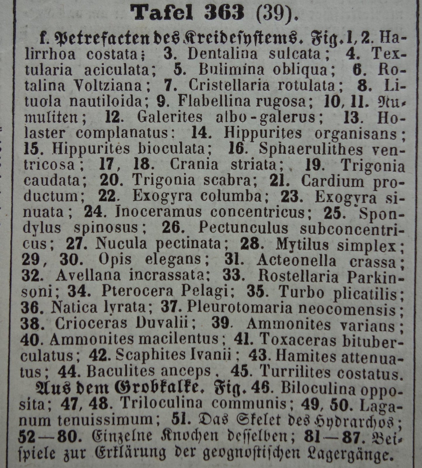 FOSSILIEN Vintager Druck antike Originalillustration von 1849 Muscheln Seeschlange Fossil aus der Kreidezeit alte Drucke