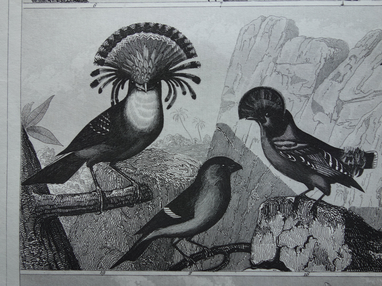 Antique bird print of Songbirds original 170+ year old illustration finch finches goldfinch vintage birds image prints