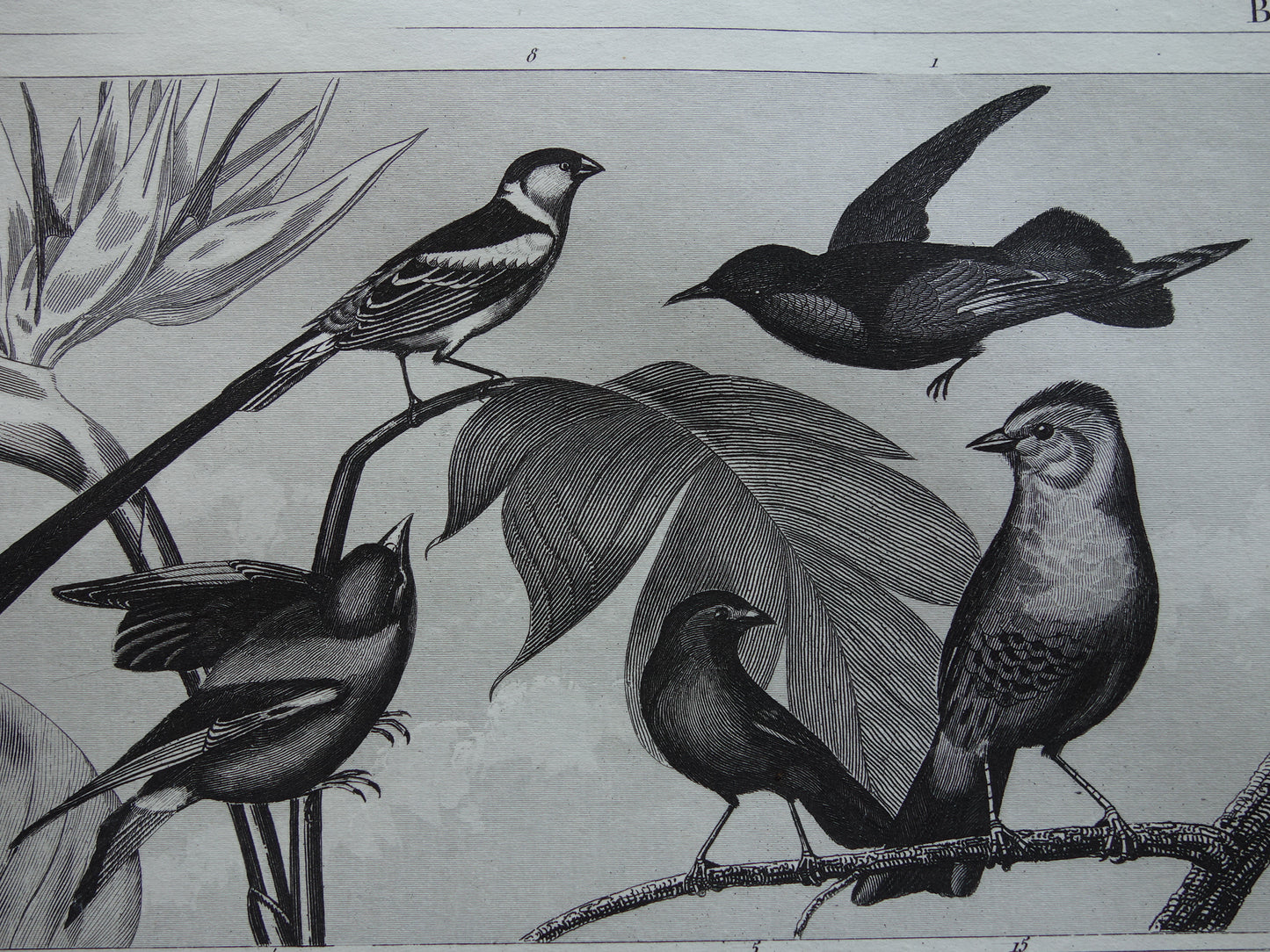 Antique bird print of Songbirds original 170+ year old illustration finch finches goldfinch vintage birds image prints