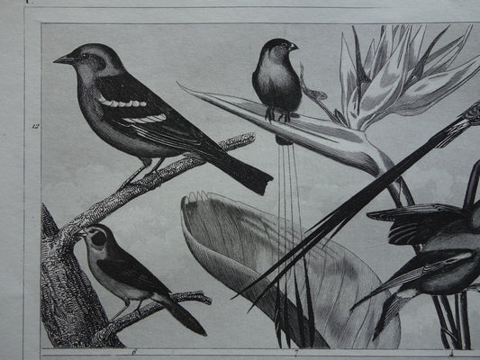 Antiker Vogeldruck von Singvögeln, original 170+ Jahre alte Illustration, Buchfinken, Stieglitz, Vintage-Vogelbilddrucke