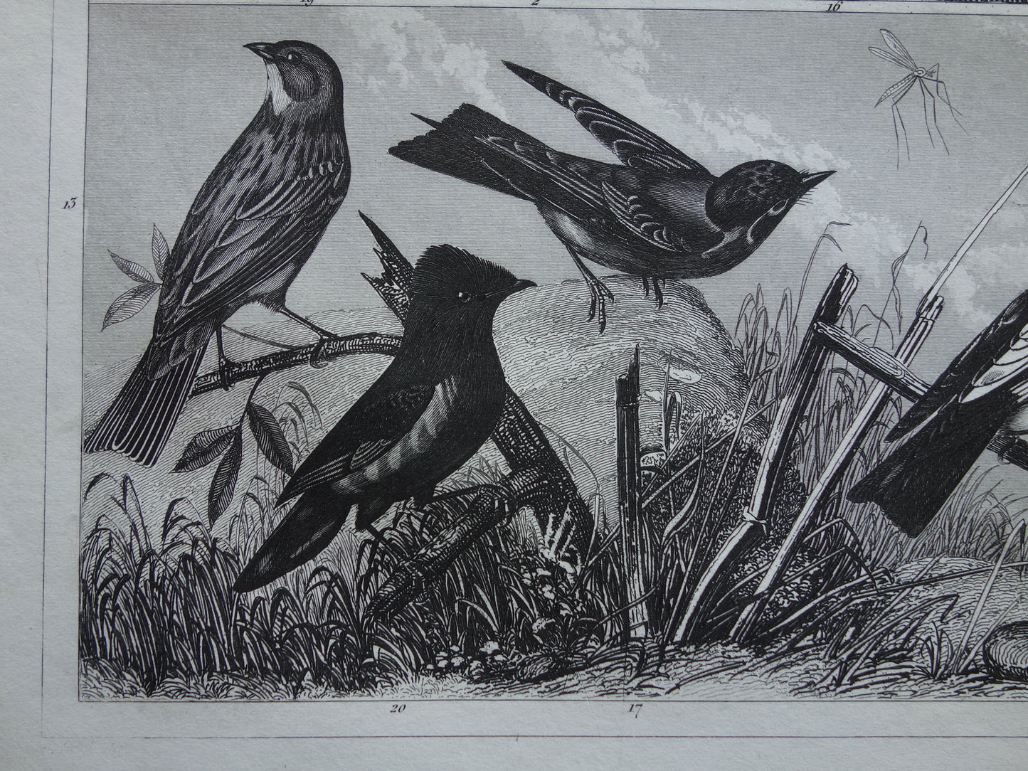 Antique bird print of Songbirds original 170+ year old illustration finch finches goldfinch vintage birds image prints