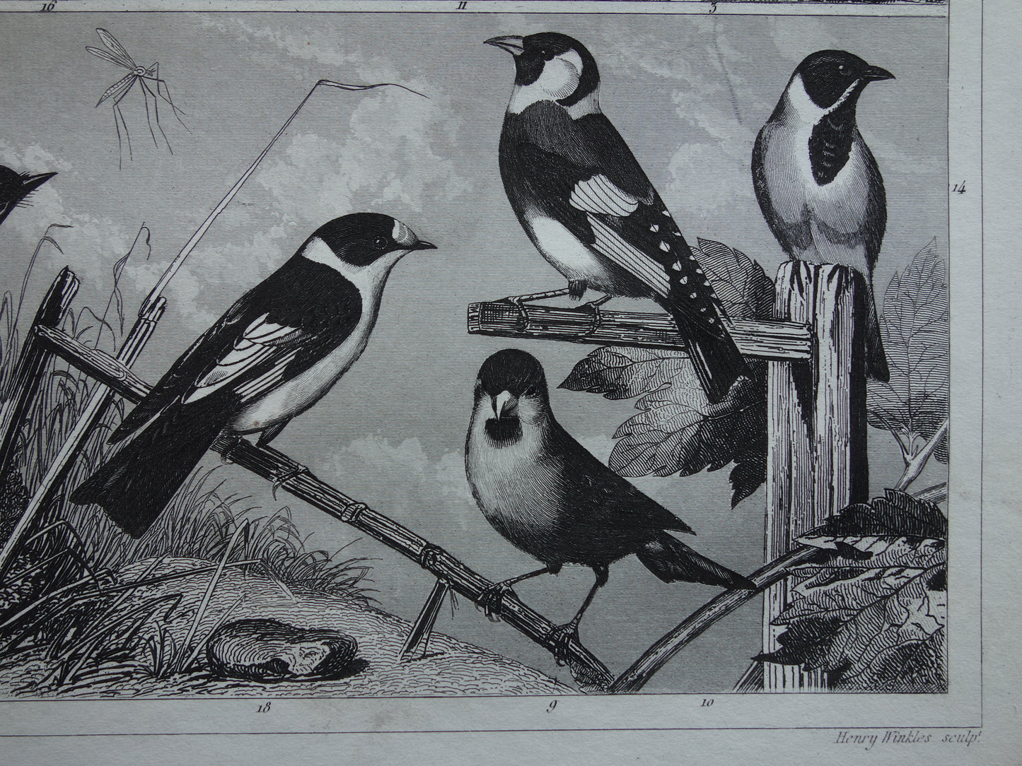 Antique bird print of Songbirds original 170+ year old illustration finch finches goldfinch vintage birds image prints