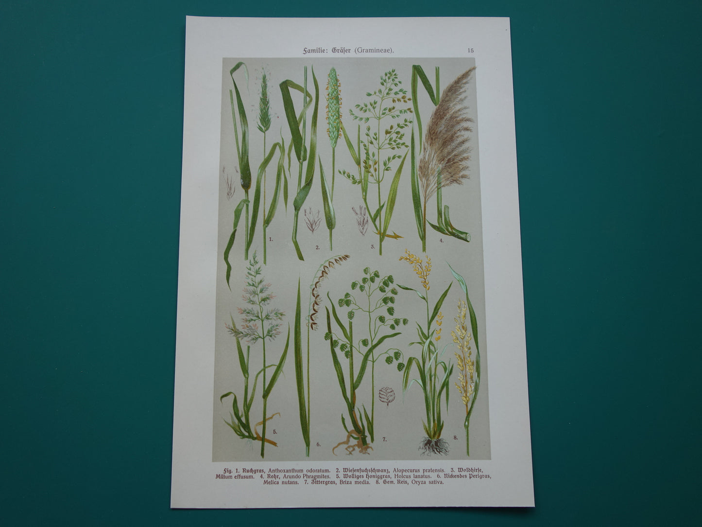 GRAS oude botanische prent Grassen originele antieke oude illustratie Grassoorten uit 1911 botanie prenten