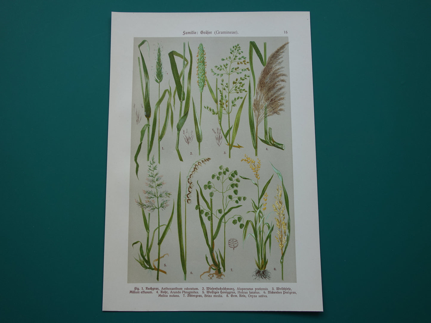 GRAS oude botanische prent Grassen originele antieke oude illustratie Grassoorten uit 1911 botanie prenten