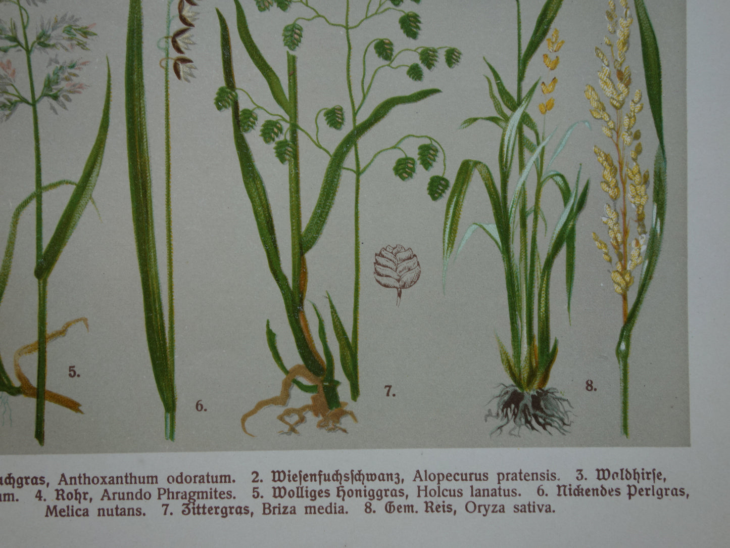 GRAS oude botanische prent Grassen originele antieke oude illustratie Grassoorten uit 1911 botanie prenten