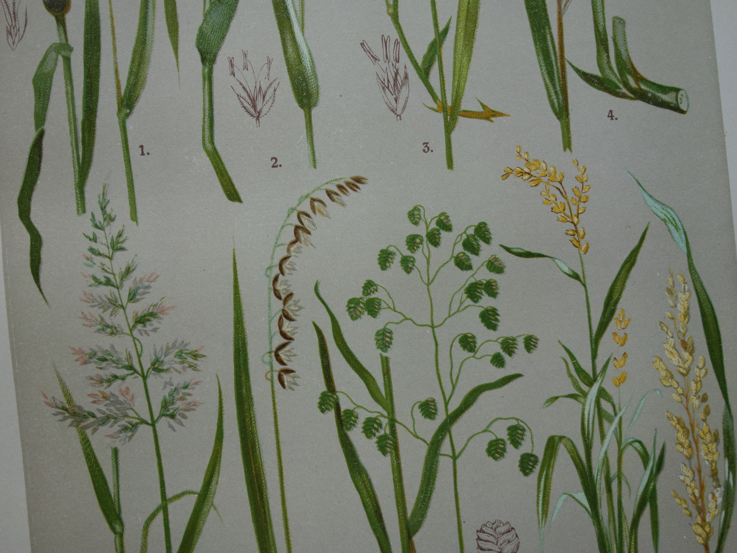 GRAS oude botanische prent Grassen originele antieke oude illustratie Grassoorten uit 1911 botanie prenten