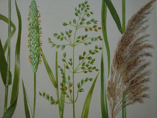 GRAS oude botanische prent Grassen originele antieke oude illustratie Grassoorten uit 1911 botanie prenten
