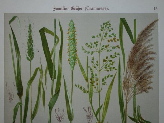 GRAS oude botanische prent Grassen originele antieke oude illustratie Grassoorten uit 1911 botanie prenten