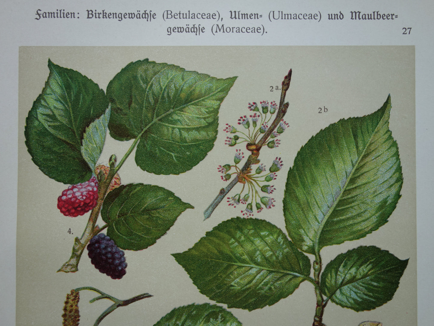 Oude botanische prent van Zwarte Moerbei originele oude illustratie Witte Els Ruwe Iep antieke botanie prenten
