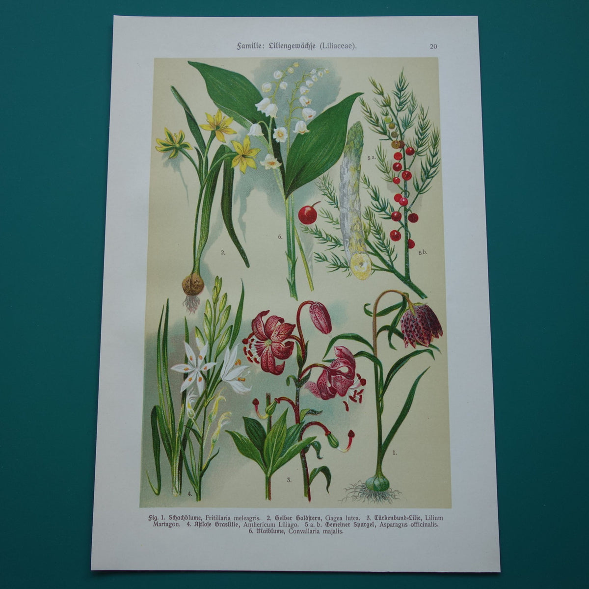 Oude botanische prent 1911 originele antieke illustratie Kievitsbloem Bosgeelster Turkse lelie Graslelie Asperge Lelietje-van-dalen botanie prenten