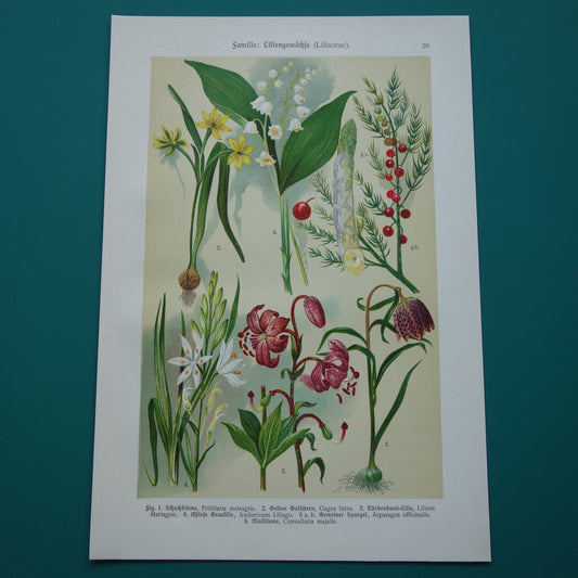Oude botanische prent 1911 originele antieke illustratie Kievitsbloem Bosgeelster Turkse lelie Graslelie Asperge Lelietje-van-dalen botanie prenten