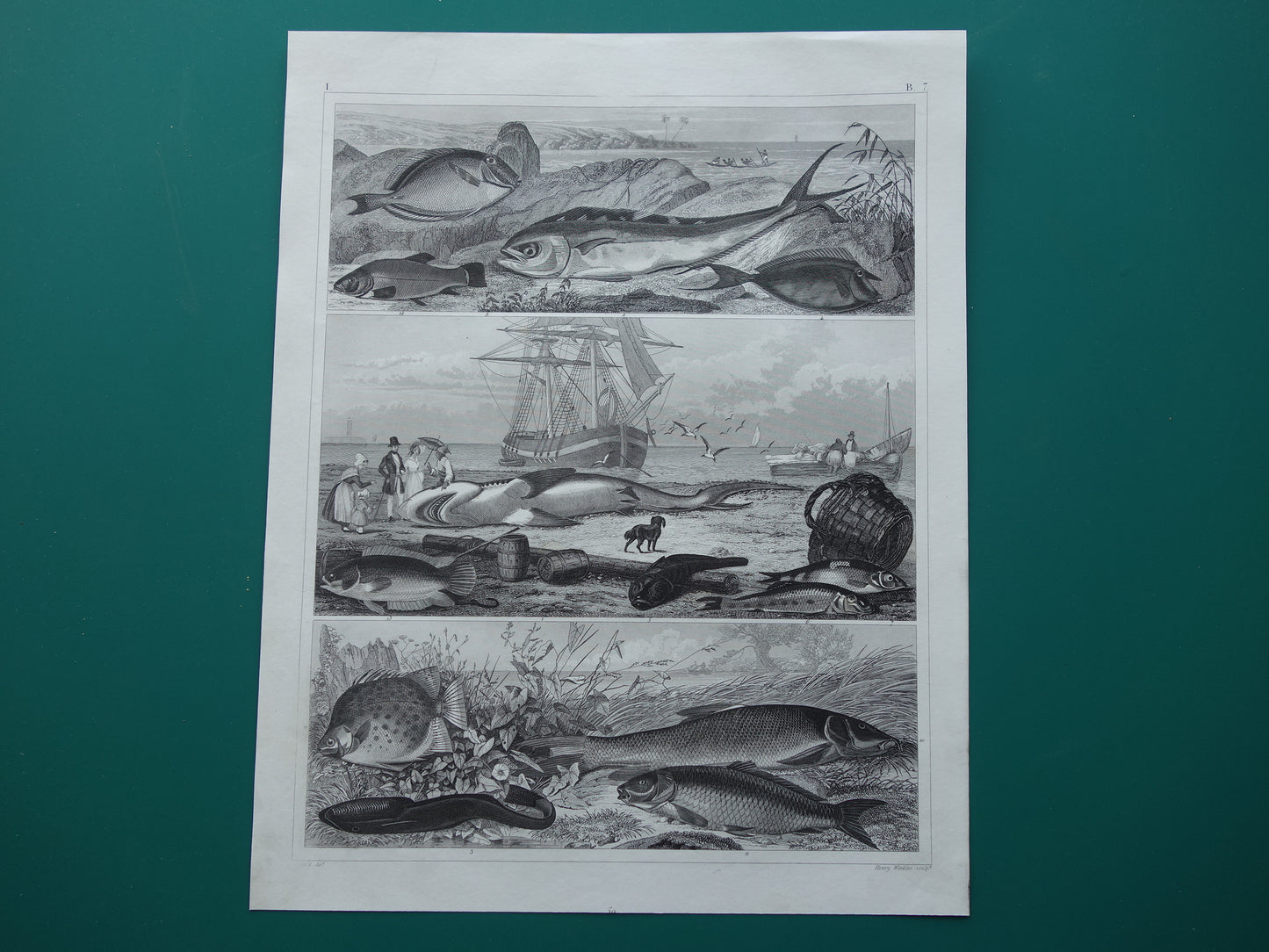 Old Print of Fish Great White Shark Original 170+ year old illustration Fish Carp Klimaars vintage print
