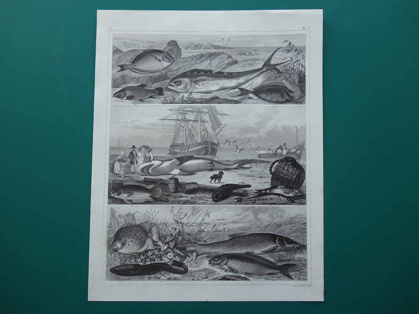 Old Print of Fish Great White Shark Original 170+ year old illustration Fish Carp Klimaars vintage print