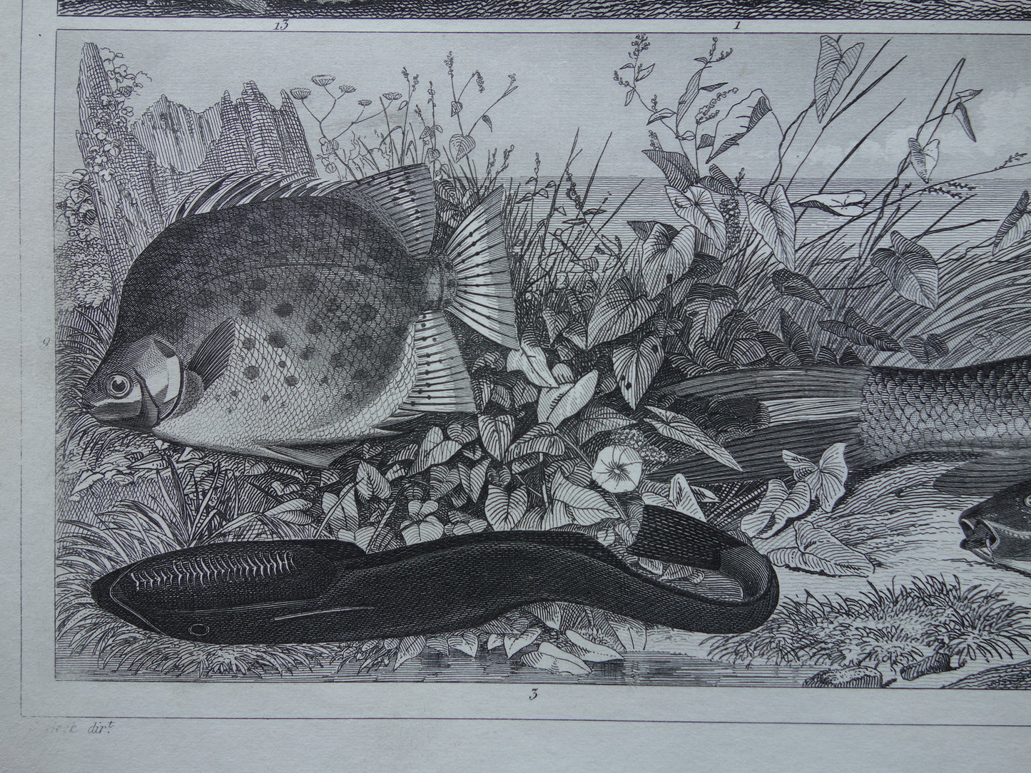 Old Print of Fish Great White Shark Original 170+ year old illustration Fish Carp Klimaars vintage print