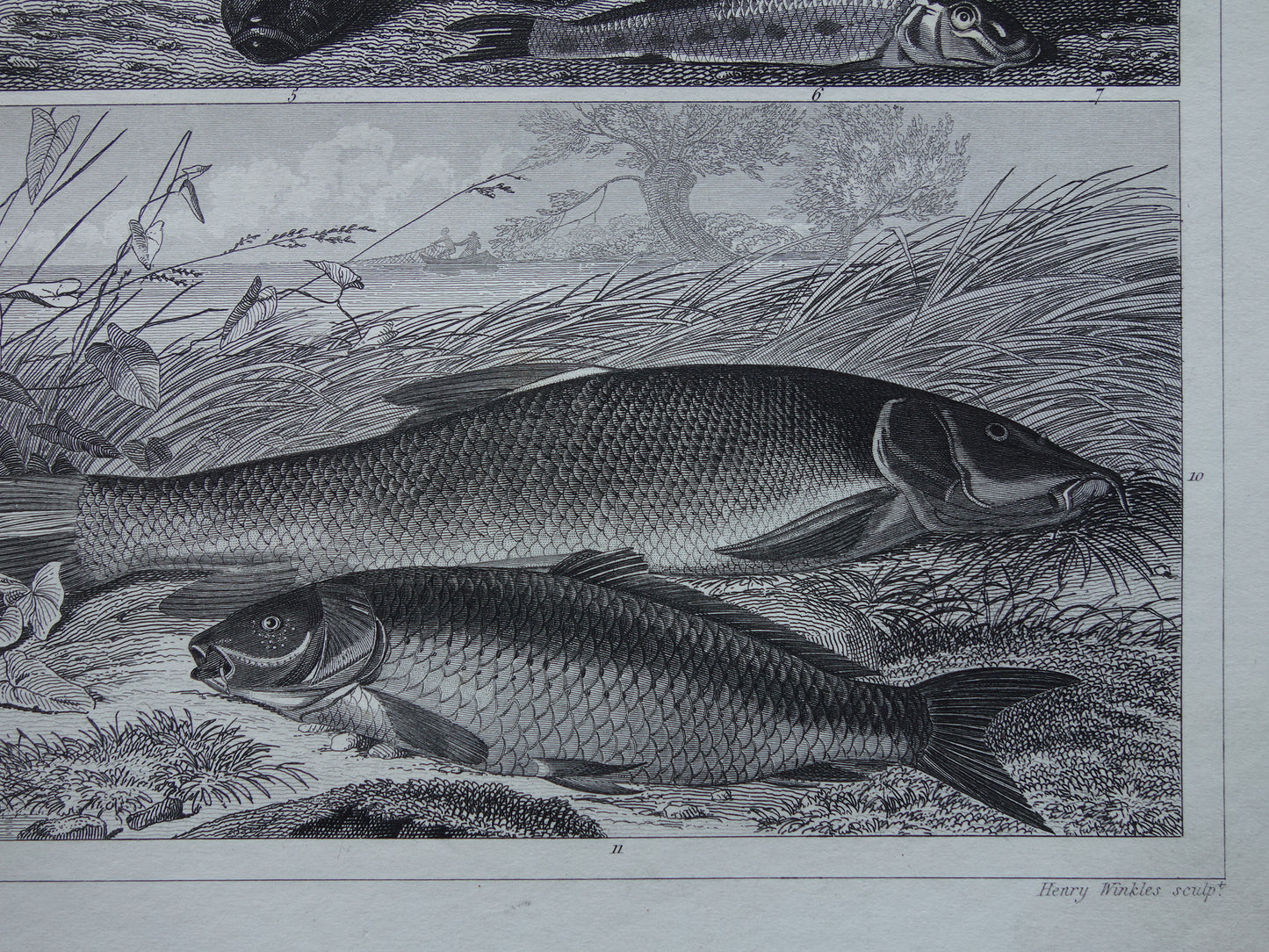 Old Print of Fish Great White Shark Original 170+ year old illustration Fish Carp Klimaars vintage print