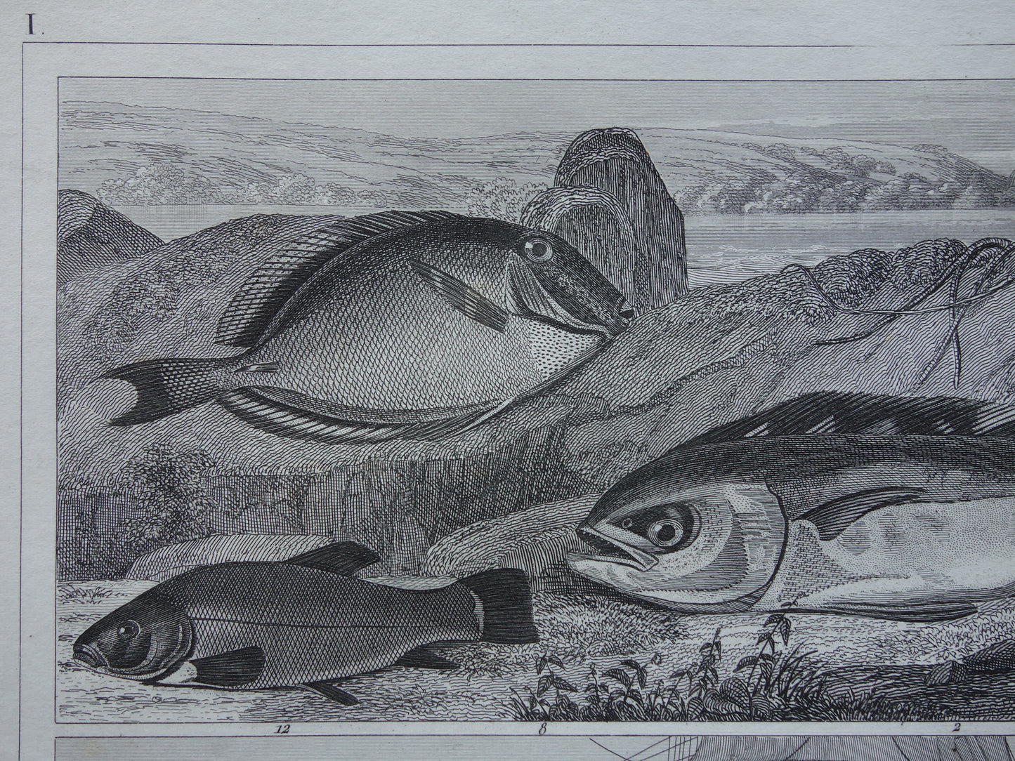 Old Print of Fish Great White Shark Original 170+ year old illustration Fish Carp Klimaars vintage print