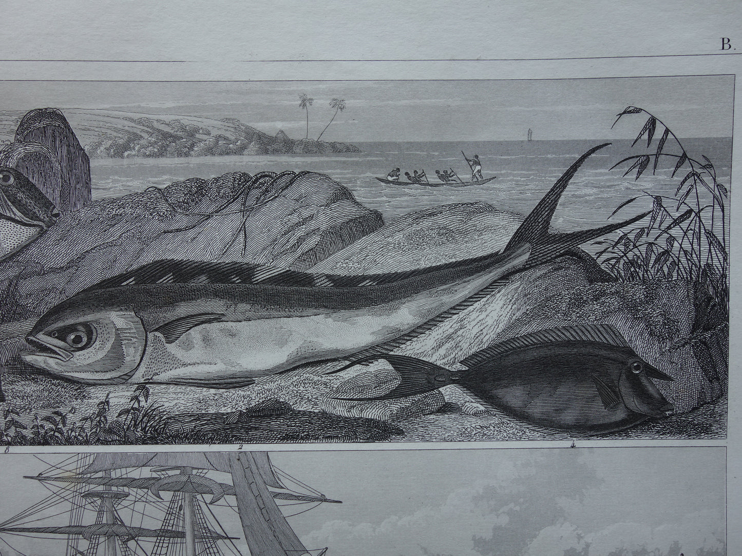 Old Print of Fish Great White Shark Original 170+ year old illustration Fish Carp Klimaars vintage print