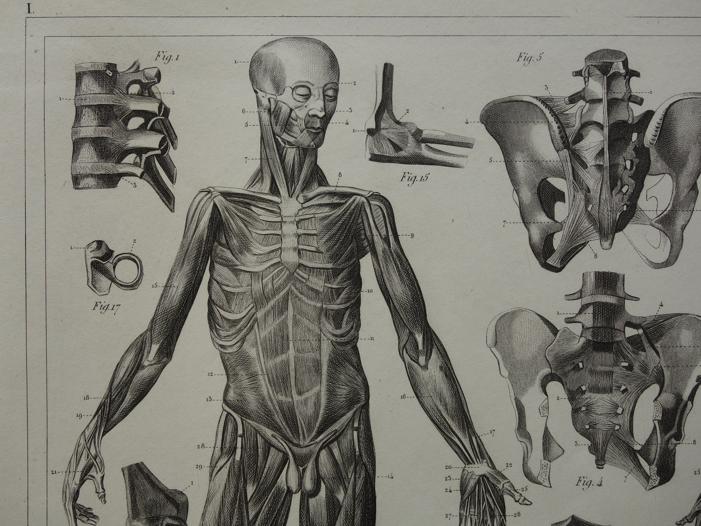TIBS and MUSCLES Ancient Anatomy Print Original antique anatomical illustration vintage print of ligaments ligaments