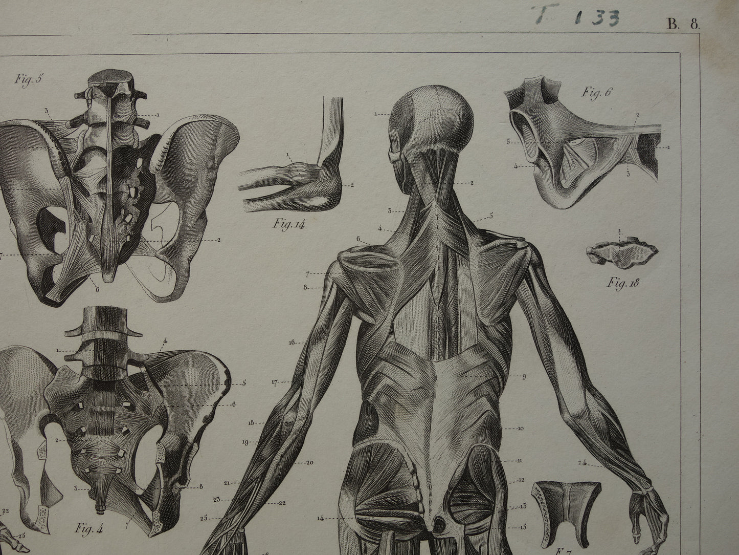 TIBS and MUSCLES Ancient Anatomy Print Original antique anatomical illustration vintage print of ligaments ligaments